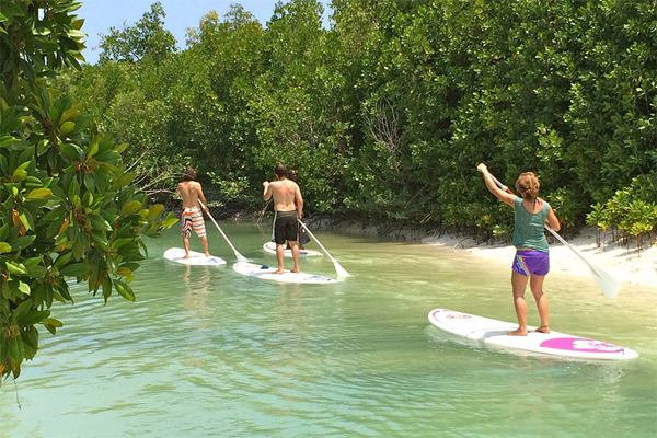 Stand up paddle in Mangrove