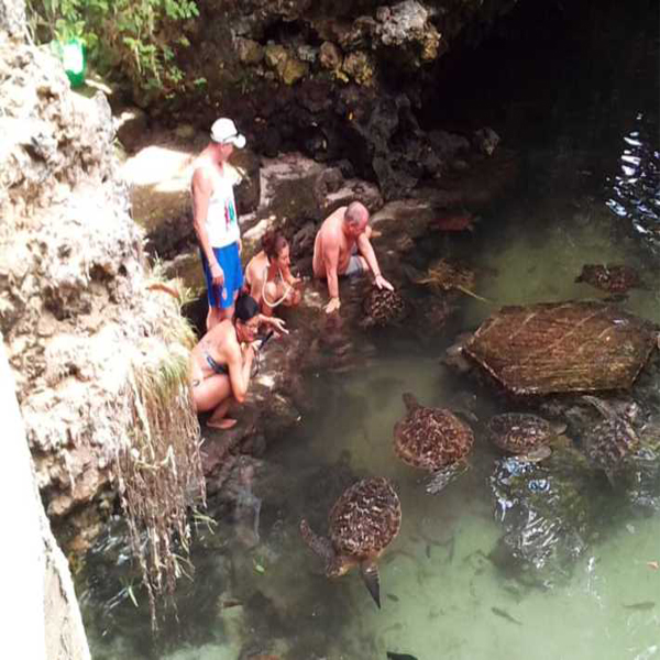 Mnemba Snorkelling Experience