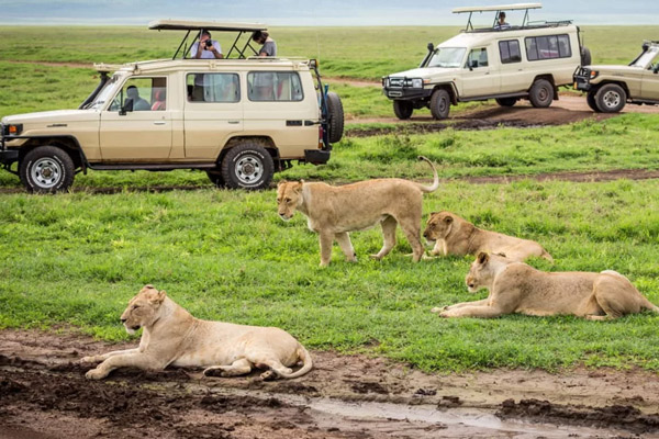 Ngorongoro Day Trip