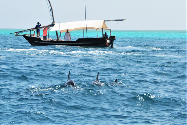 Mnemba island snorkelling experience & swimming with Dolphins