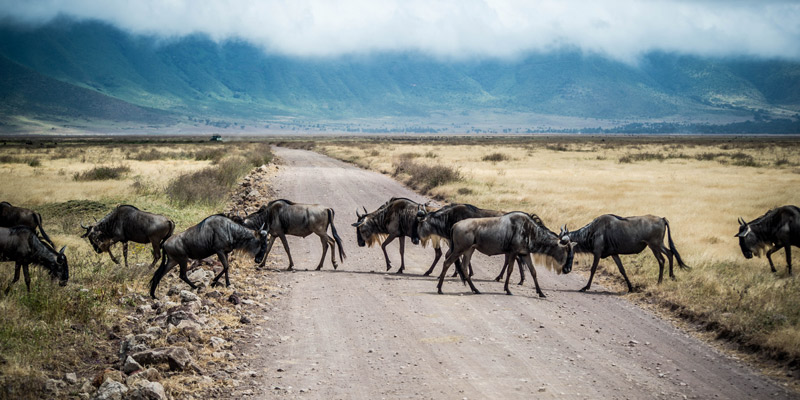Ngorongoro Crater and  Return home