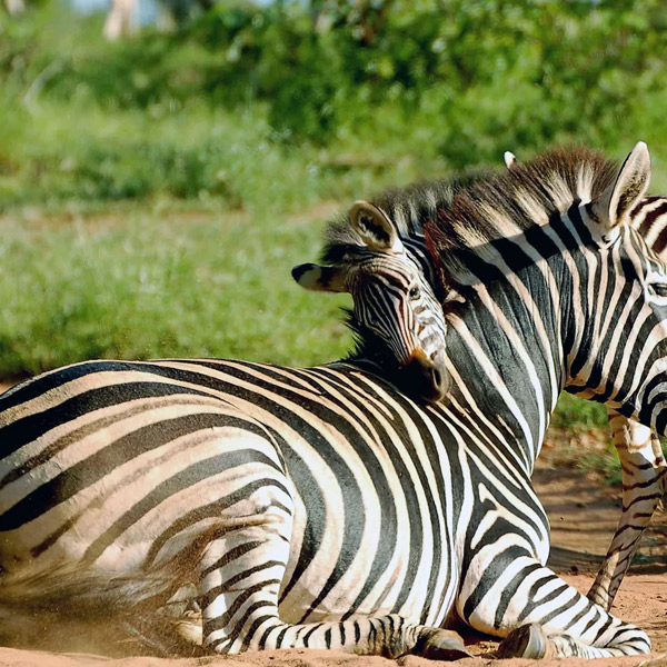 Mikumi National Park
